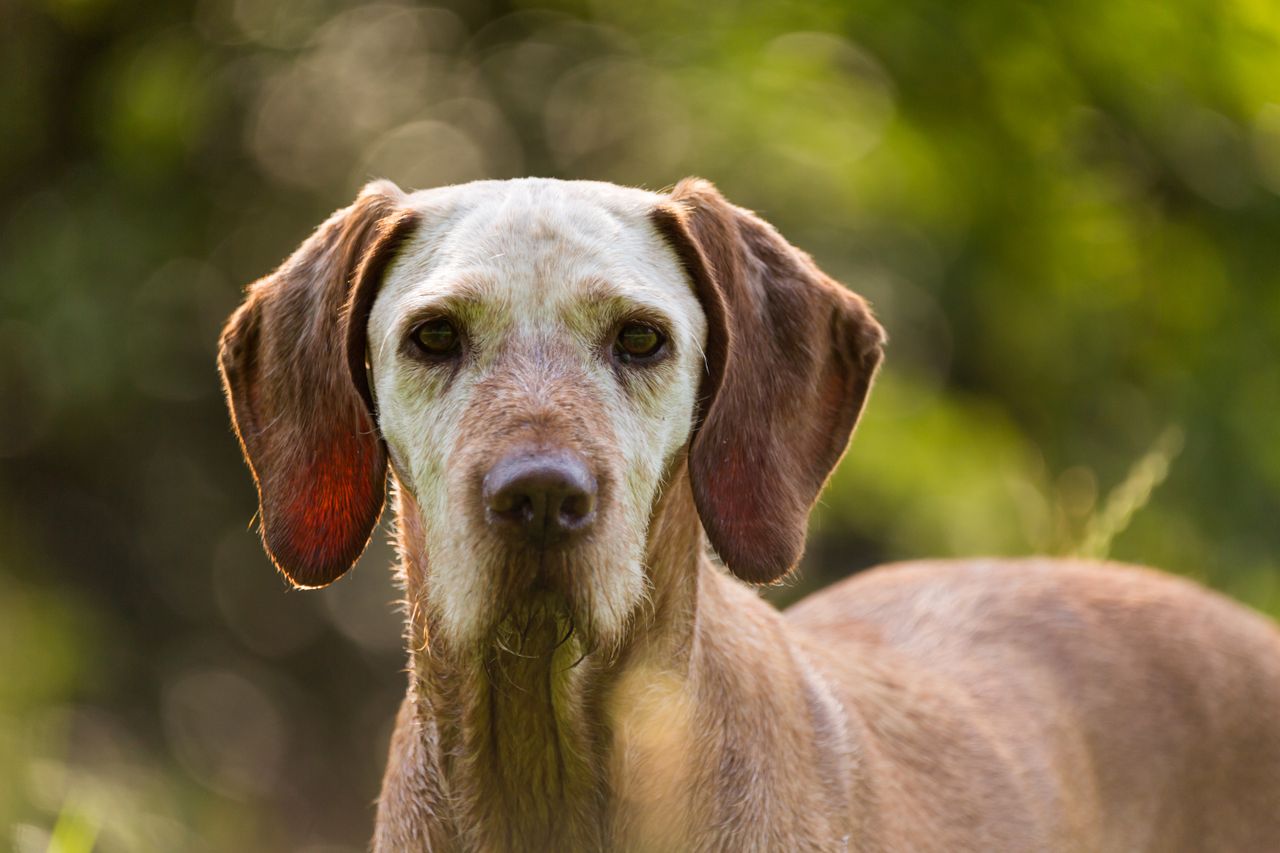 Alter Hund Will Nicht Raus Und Schläft Viel www.drhoelter.de